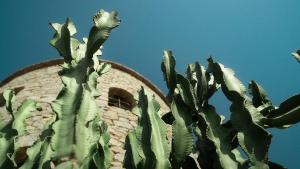 a green cactus sitting next to a clock tower at Villa Ocean - Sunset Beach in San Antonio Bay