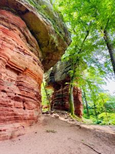 un muro di roccia su cui cresce un albero di Haus Pusteblume a Eppenbrunn