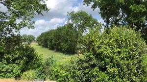 une rangée d'arbres dans un champ herbeux dans l'établissement Landgoed Wittelte Dwingeloo, à Wittelte