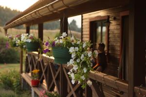 Boutique B&B Japodi外面的花园