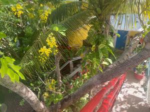 Zahrada ubytování Maison Tulum