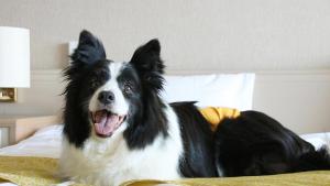a black and white dog laying on a bed at Wan Wan Paradise Tateshina in Tateshina