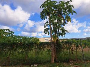 a tree in a field with a fence at Etinoff's Apartments in Sutherlands Development