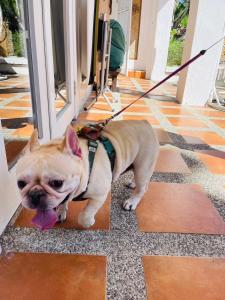 Ospiti di Ubud Villa con animali domestici