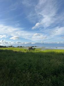 a field of grass with a large rock in the distance at Merevaatega Glämping Kukkas in Kukka +1 photo