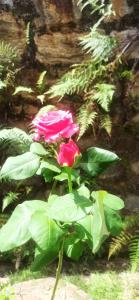 Giardino di Summerfield