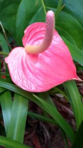 Φωτογραφία από το άλμπουμ του Au Mont Mou chez So et Chris σε Païta +2 φωτογραφίες