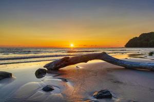 a sunset on a beach with a branch in the sand at Ferienwohnung 20 Villa Eden in Binz