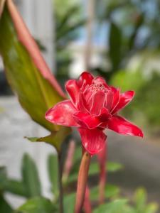 une fleur rouge devant une plante verte dans l'établissement Haut de villa BEL BO & Bas de villa Tibo accès mer, à Deshaies