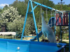a white bird is standing on a swing set at Tiny Mara in Râmnicu Vâlcea