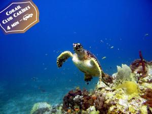 Altri animali domestici presso l'appartamento o nei dintorni