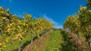 Gallery image of Weingut Hernach vlg Roschitz in Leutschach