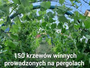 a tunnel of grapes in a greenhouse with the words kiwi winemaker at Winnica Zatorska in Olszyny