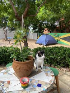 Ospiti di Canoa Roots Hostel & Camping con animali domestici