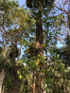 a tree with lots of green leaves on it at Village House in Blegod