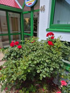 Zahrada ubytování Hotel Lindenthal