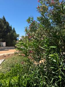 un arbusto con flores rosas al lado de una carretera en Apartman Luka5, en Petrovac na Moru