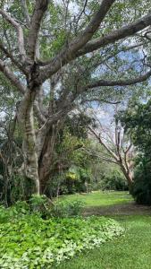 a large tree in a field of green grass at Cabañas la Granja Rincón de Guayabitos in Rincon de Guayabitos