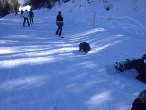 a group of people in the snow with a black bear at On mountain apartment Twin Towers 304B in Mount Buller