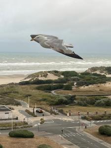 a seagull flying over a road with the ocean at Mathilda front de mer 9e étage in Le Touquet-Paris-Plage