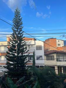 un pino frente a un edificio en Casa La 35, en Medellín