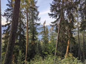 Paesaggio naturale nelle vicinanze dello chalet