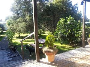 a dog standing on a porch with a potted plant at Country Cutie-Pie, close to town in Hastings +9 photos