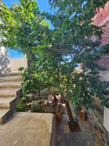two people sitting at a table under a tree at Villa Pogradeci in Pogradec
