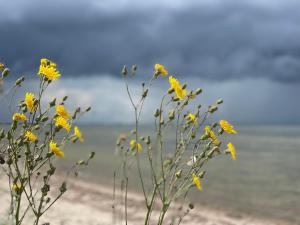 a bunch of yellow flowers on the beach at Blaumuschel Sprotte 15 in Lubmin