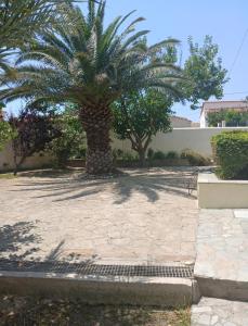 a palm tree in the middle of a courtyard at Beautiful house ideal for families in Varos