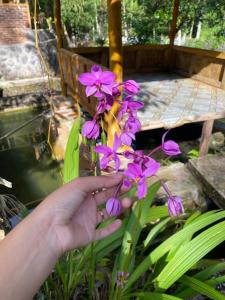 Fotografie z fotogalerie ubytování Orchid Bugalows. v destinaci Timbanglawang 1