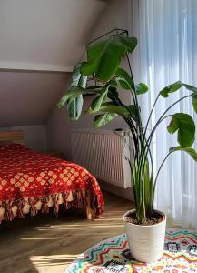 a potted plant in a room with a bed at Apartment Zum Wohlfühlen in Sulz am Neckar