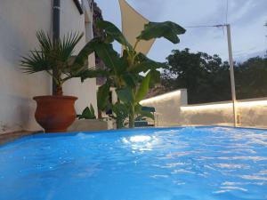 JorqueraCoves Del Xuquer的一座蓝色的游泳池,旁边是一座盆栽植物