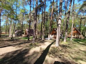 a group of trees in front of a cabin at Domek w Ptasim Gaju in Bocheniec