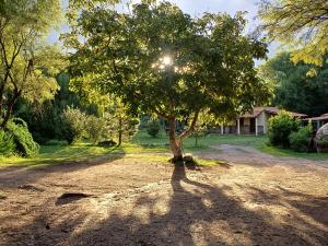 a tree in the middle of a dirt road at Posada El Algarrobo in San Francisco del Monte de Oro