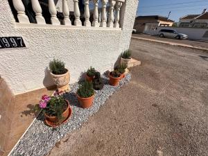 une rangée de plantes en pot sur le côté d'un bâtiment dans l'établissement Peaceful Stay in Sunny Alicante, à Alicante 9 autres photos