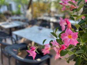 a bunch of pink flowers in front of a table at Zace Studios in Ksamil