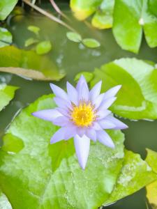 Fotografie z fotogalerie ubytování Bang Po Botanica v destinaci Surat Thani
