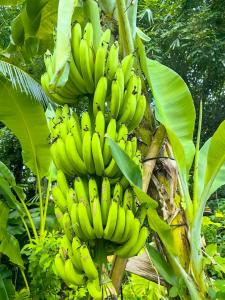Fotografie z fotogalerie ubytování Bang Po Botanica v destinaci Surat Thani