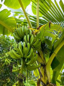Fotografie z fotogalerie ubytování Bang Po Botanica v destinaci Surat Thani