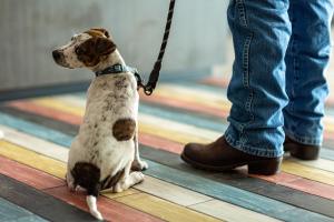 a dog sitting on a leash next to a person at Motel 6 Pasadena, CA Old Town Pasadena Area in Pasadena