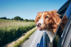 a dog sticking its head out the window of a car at Motel 6 Pasadena, CA Old Town Pasadena Area in Pasadena