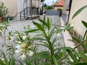 a plant with white flowers in front of a building at Landing Rooms Apartman in Üllő