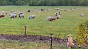DoldersumにあるBoshuisje Doldersum: omheinde tuin en uniek uitzichtの野原で羊の群れを眺める犬