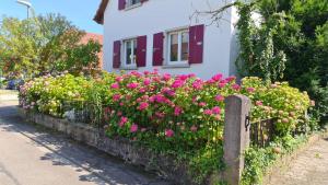 a fence with pink flowers in front of a house at Ferienwohnung Bettmatten in Ettenheim