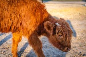 Gallery image of Olive Ranch House in Paso Robles