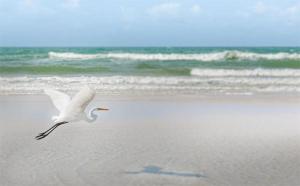 a white bird flying over a beach with the ocean at Salinas Premium Resort - Até 4 pessoas in Salinópolis