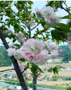 Aed väljaspool majutusasutust 紅秋ドリームハウス