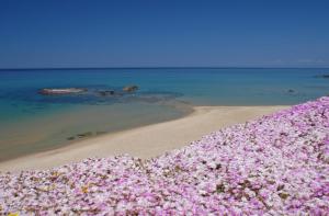 un mucchio di fiori rosa su una spiaggia di Hotel Residence Ampurias a Castelsardo