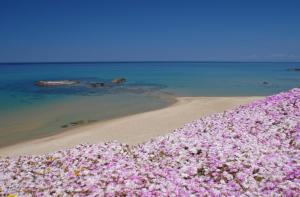 um monte de flores cor-de-rosa numa praia em Hotel Residence Ampurias em Castelsardo